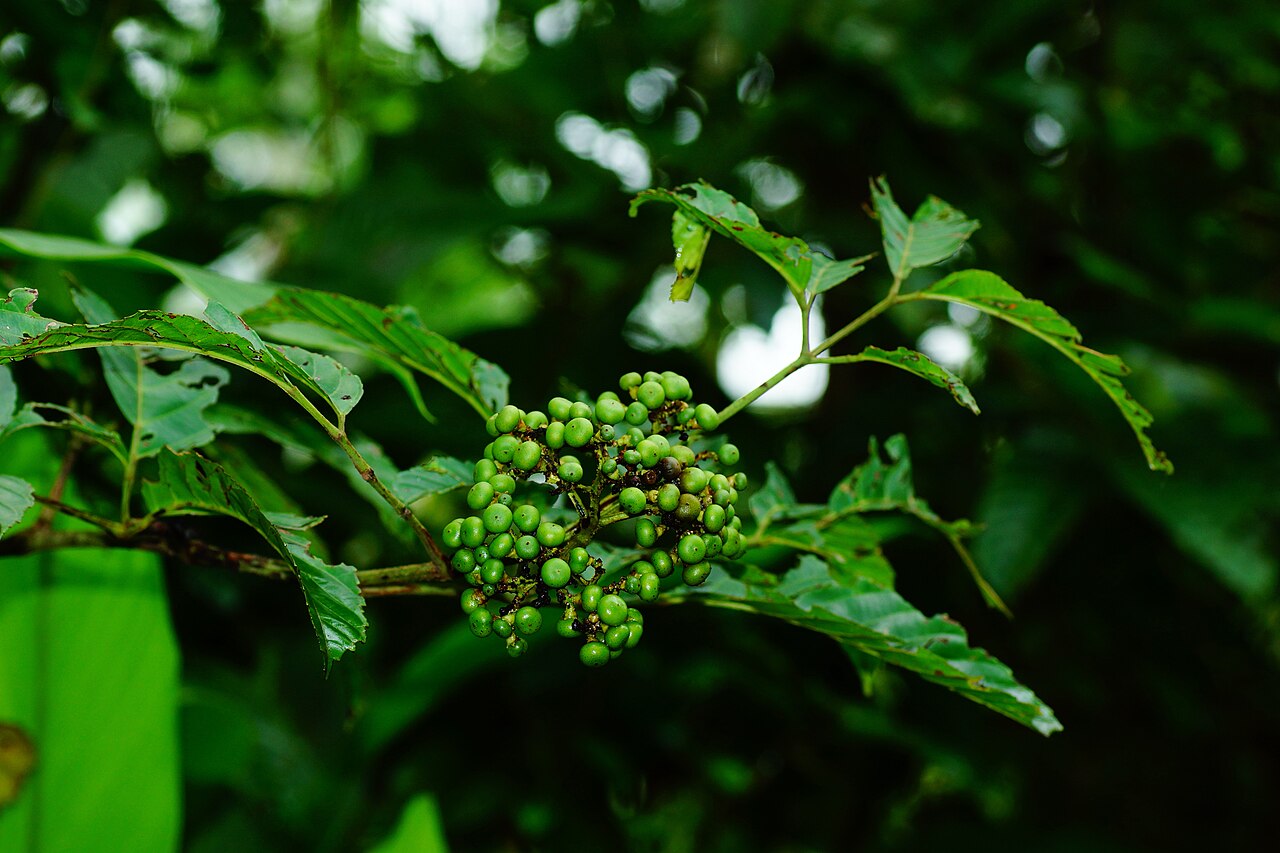 Callicarpa glabrifolia: Callicarpa glabrifol