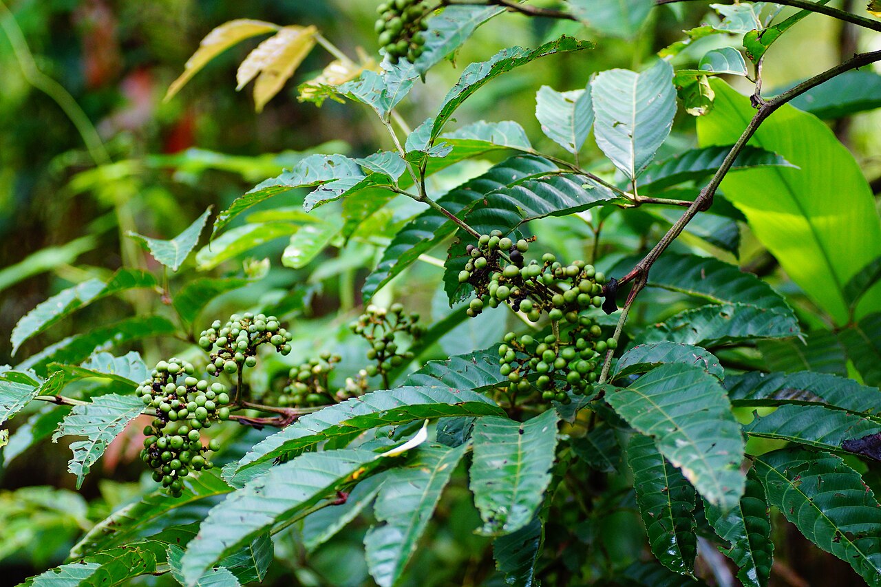 Callicarpa glabrifolia: Callicarpa glabrifoli