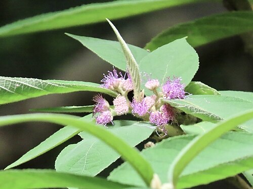 Callicarpa kochiana: Kochi's Beauty Berry ( Callicarpa kochiana ) in Hong Kong