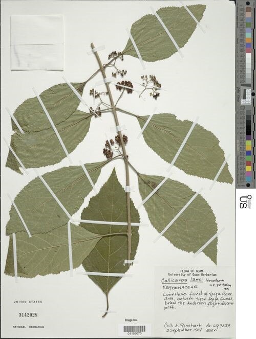 Callicarpa lamii: Specimen of Callicarpa lamii Hosok., collected by A. Rinehart on Guam in 1984 and kept in the University of Guam Herbarium.