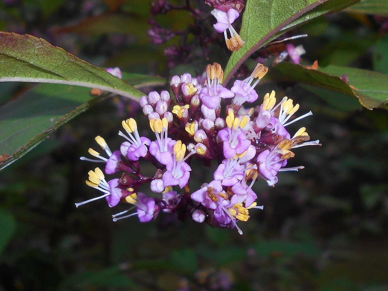Callicarpa membranacea: Pięknotka japońska odm. wąskolistna ( Callicarpa japonica var. angustata ), Ogród Dendrologiczny w Glinnej.