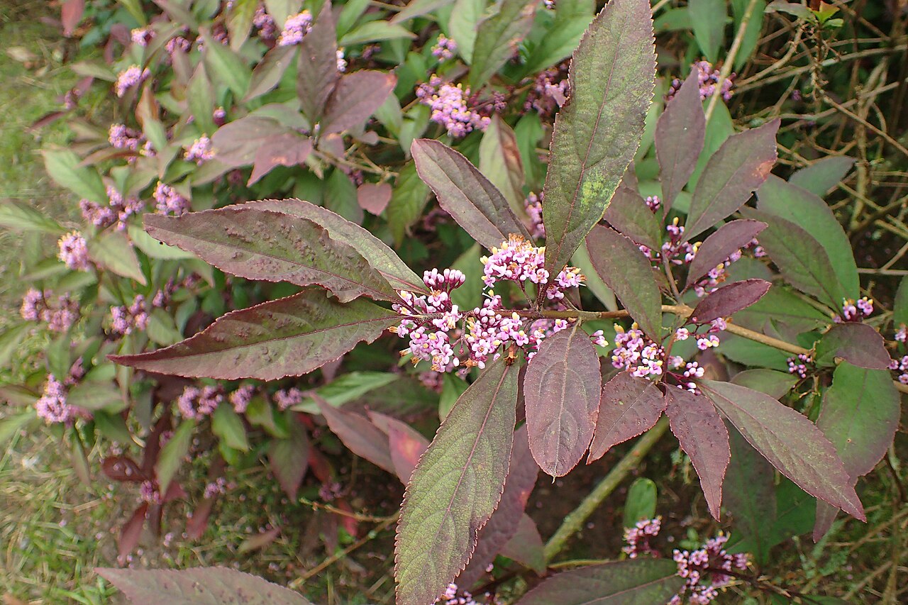 Callicarpa membranacea: Callicarpa japonica var. angustata in arboretum in Glinna, NW Poland