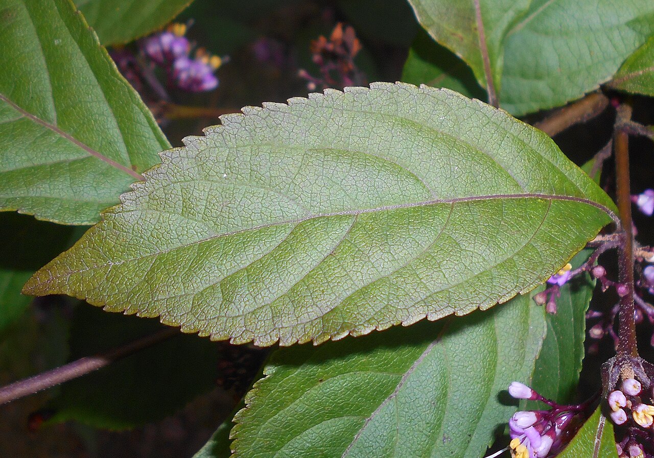 Callicarpa membranacea: Pięknotka japońska odm. wąskolistna ( Callicarpa japonica var. angustata ), Ogród Dendrologiczny w Glinnej.