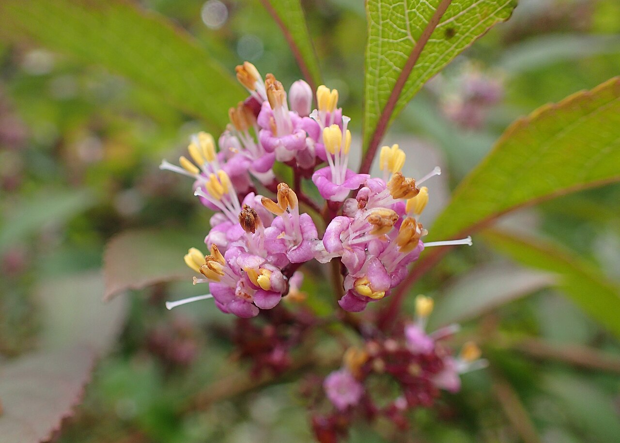 Callicarpa membranacea: Callicarpa japonica var. angustata in arboretum in Glinna, NW Poland