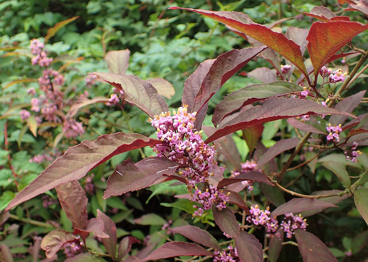 Callicarpa membranacea: Callicarpa japonica var. angustata in arboretum in Glinna, NW Poland