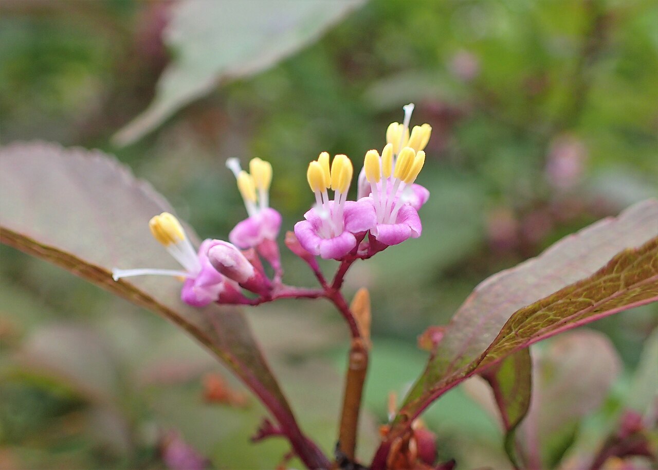 Callicarpa membranacea: Callicarpa japonica var. angustata in arboretum in Glinna, NW Poland