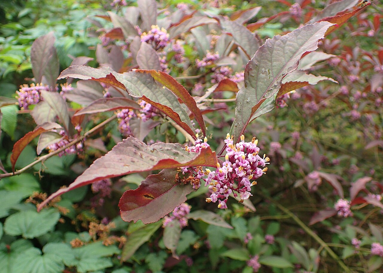 Callicarpa membranacea: Callicarpa japonica var. angustata in arboretum in Glinna, NW Poland