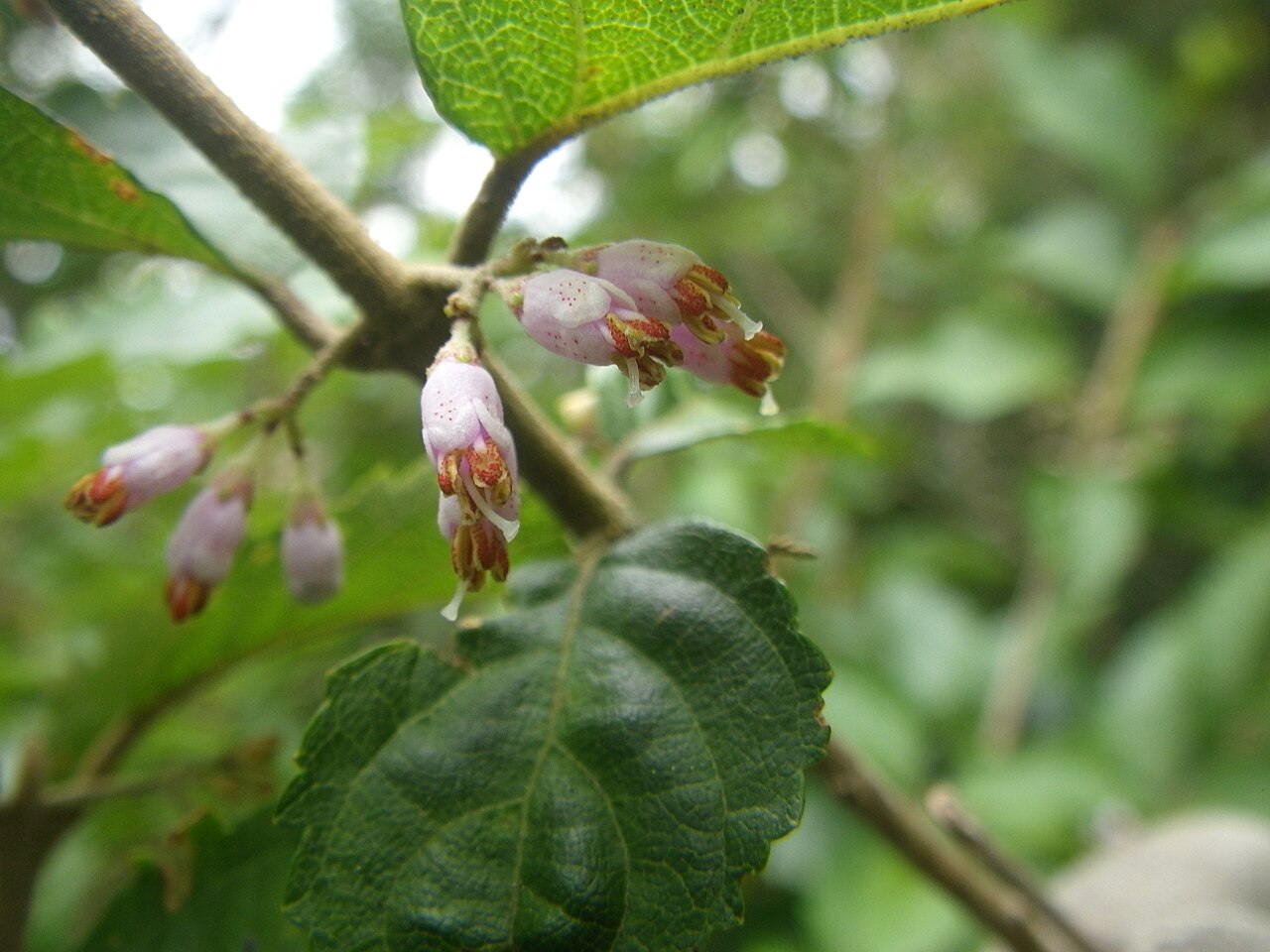 Callicarpa oshimensis: オオシマムラサキ-Callicarpa oshimensis Hay.-奄美大島湯湾岳2013年6月25日