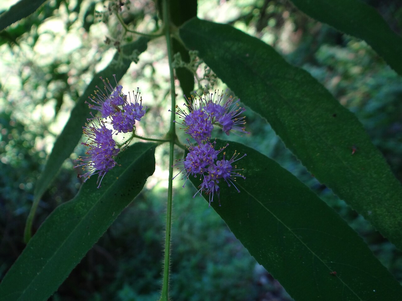 Callicarpa pilosissima: Narrowleaf Beautyberry ( Callicarpa pilosissima ) in Taiwan