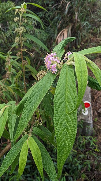 Callicarpa pilosissima: Narrowleaf Beautyberry ( Callicarpa pilosissima ) in Taiwan