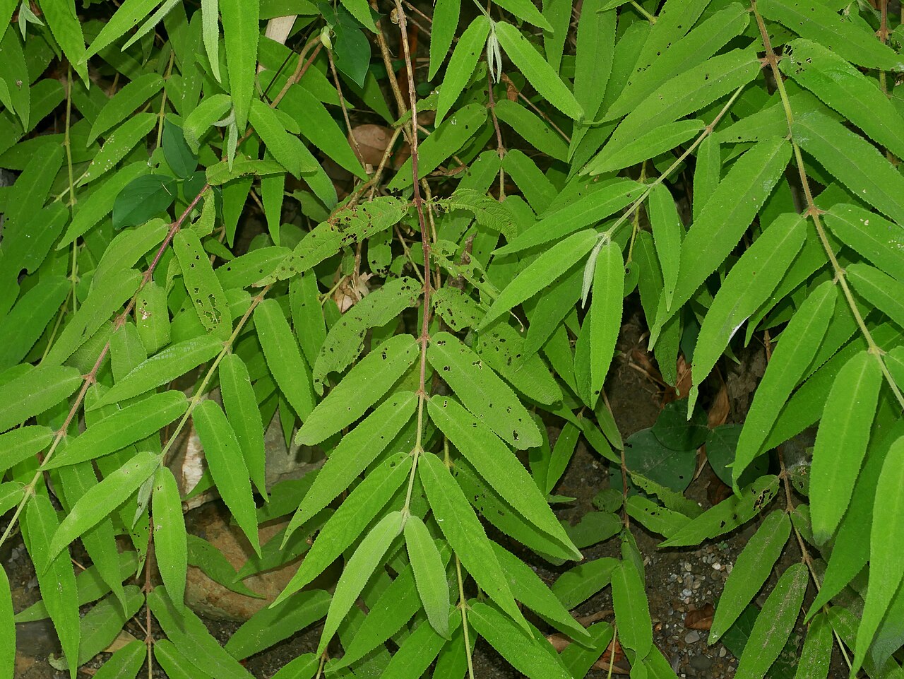 Callicarpa pilosissima: Narrowleaf Beautyberry ( Callicarpa pilosissima ) in Taiwan