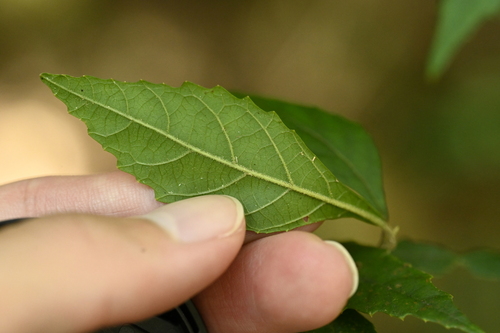 Callicarpa remotiflora (Callicarpa remotiflora)