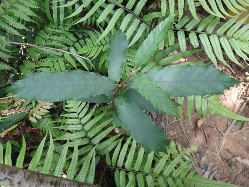 Callicarpa remotiserrulata (Callicarpa remotiserrulata)
