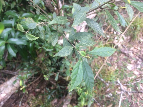 Callicarpa remotiserrulata (Callicarpa remotiserrulata)
