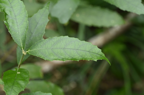 Callicarpa remotiserrulata (Callicarpa remotiserrulata)