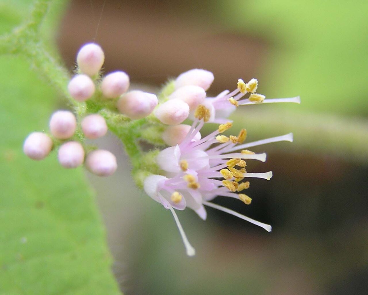 Callicarpa rubella: 中草藥-紅紫珠,對節樹根