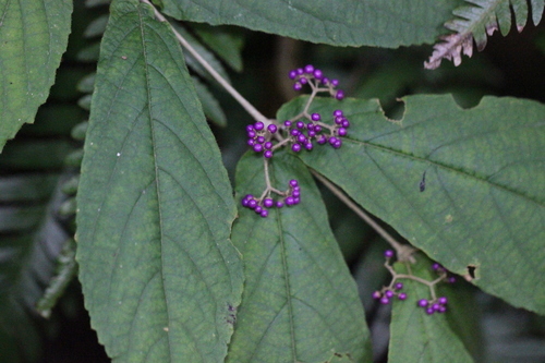Callicarpa rubella (Callicarpa rubella)