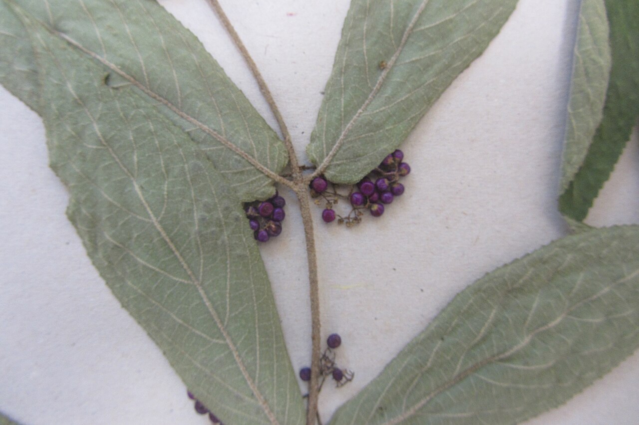 Callicarpa rubella (Callicarpa rubella)