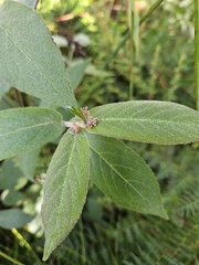 Callicarpa rubella (Callicarpa rubella)