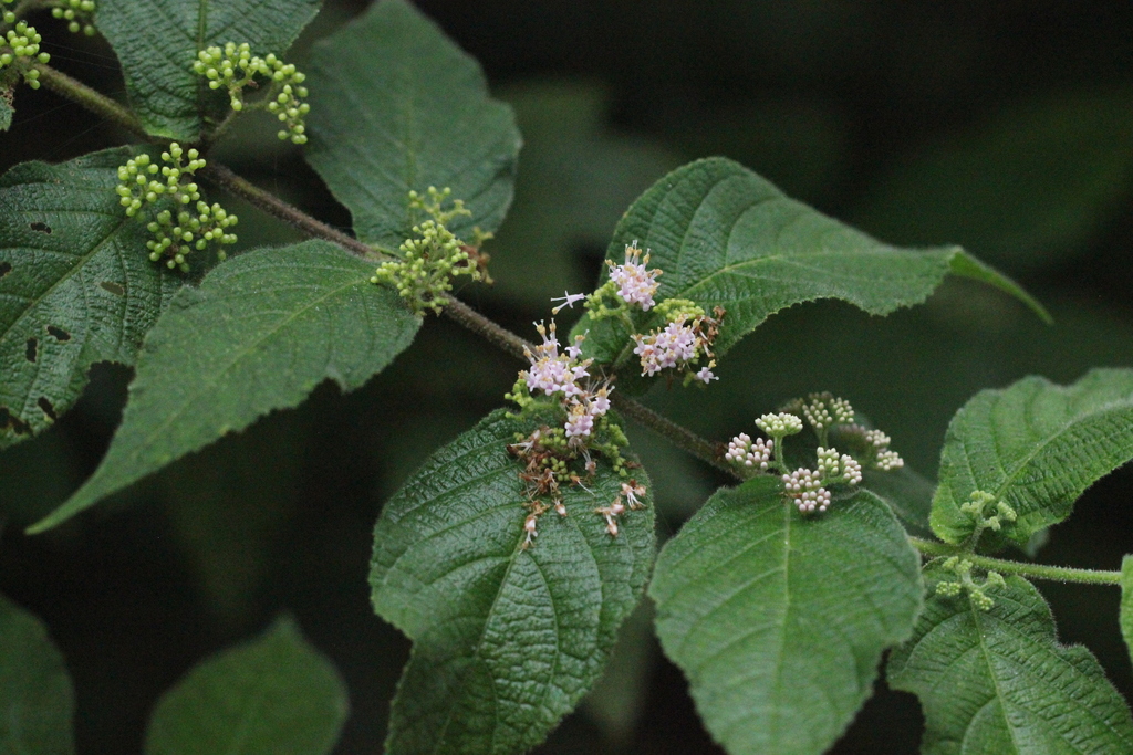 Callicarpa rubella (Callicarpa rubella)