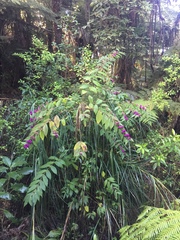 Callicarpa rubella (Callicarpa rubella)