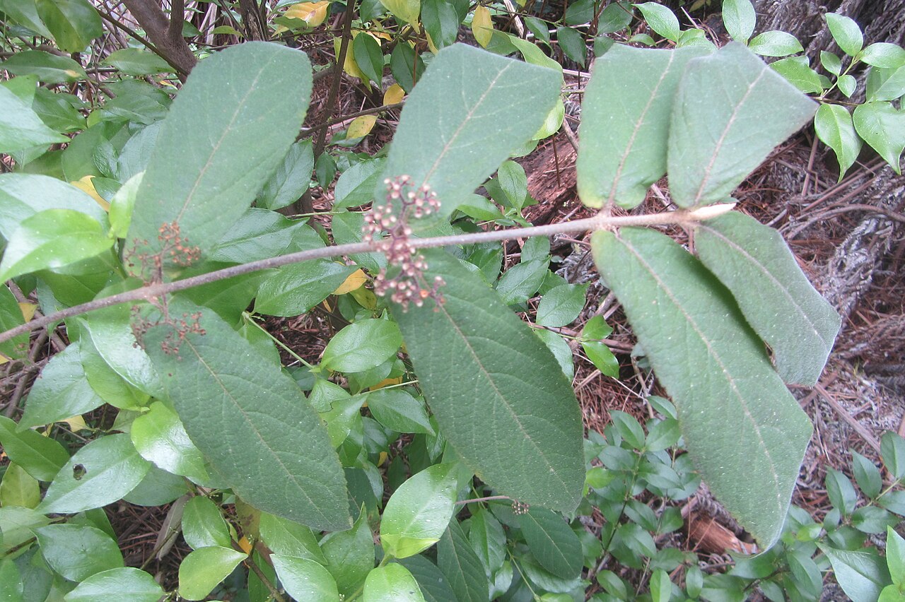 Callicarpa rubella (Callicarpa rubella)
