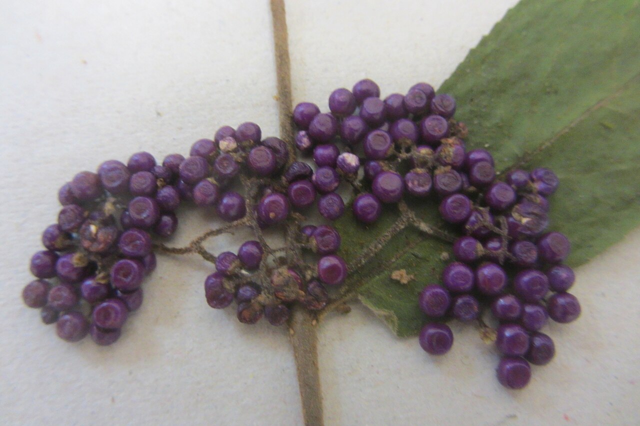 Callicarpa rubella (Callicarpa rubella)