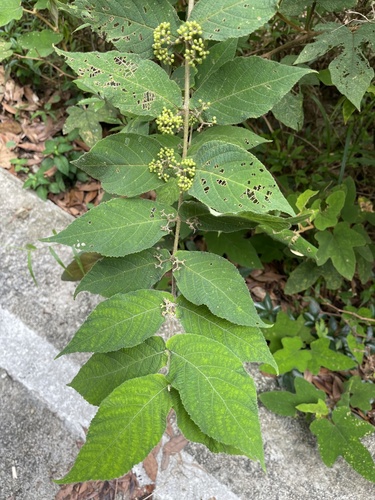 Callicarpa rubella (Callicarpa rubella)
