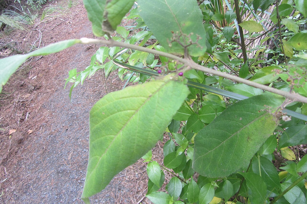 Callicarpa rubella (Callicarpa rubella)
