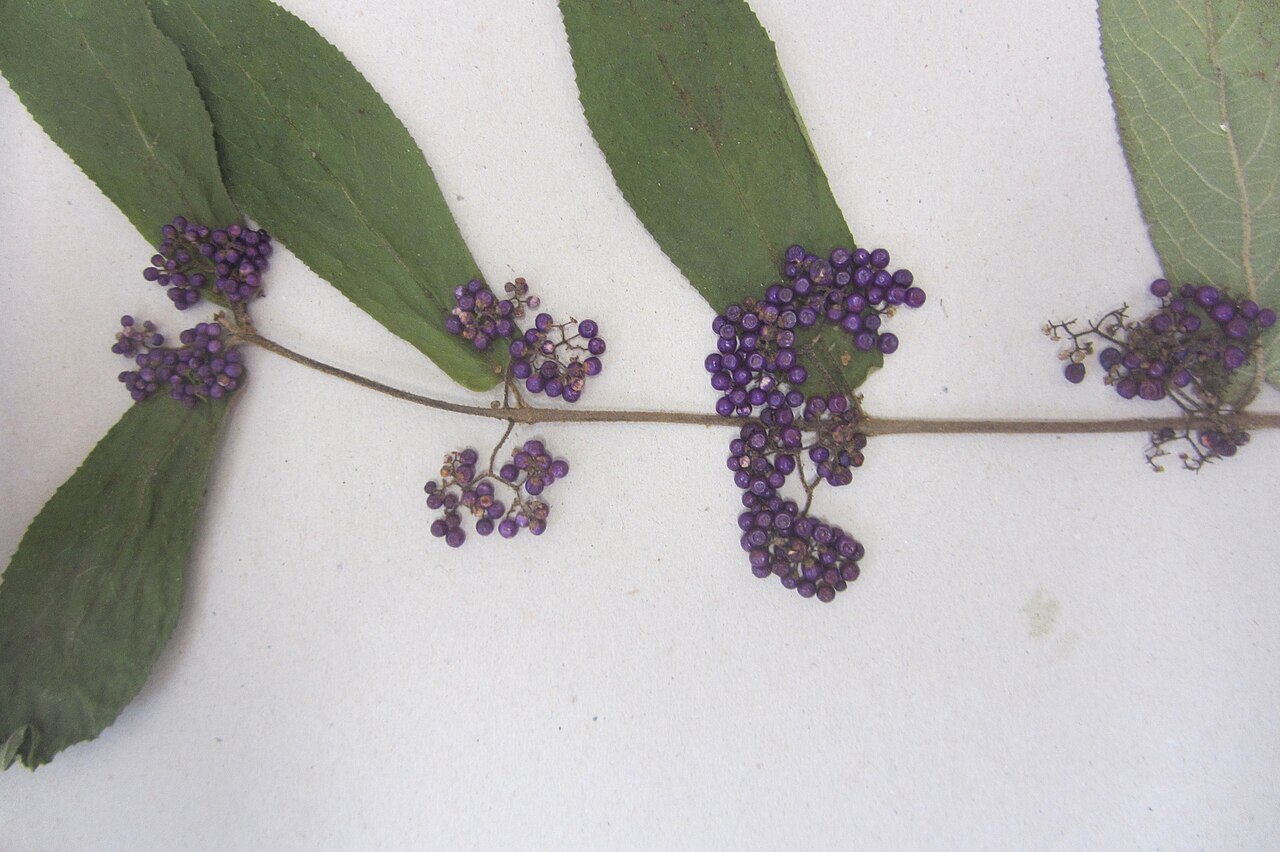 Callicarpa rubella (Callicarpa rubella)