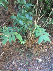 Callicarpa rubella (Callicarpa rubella)