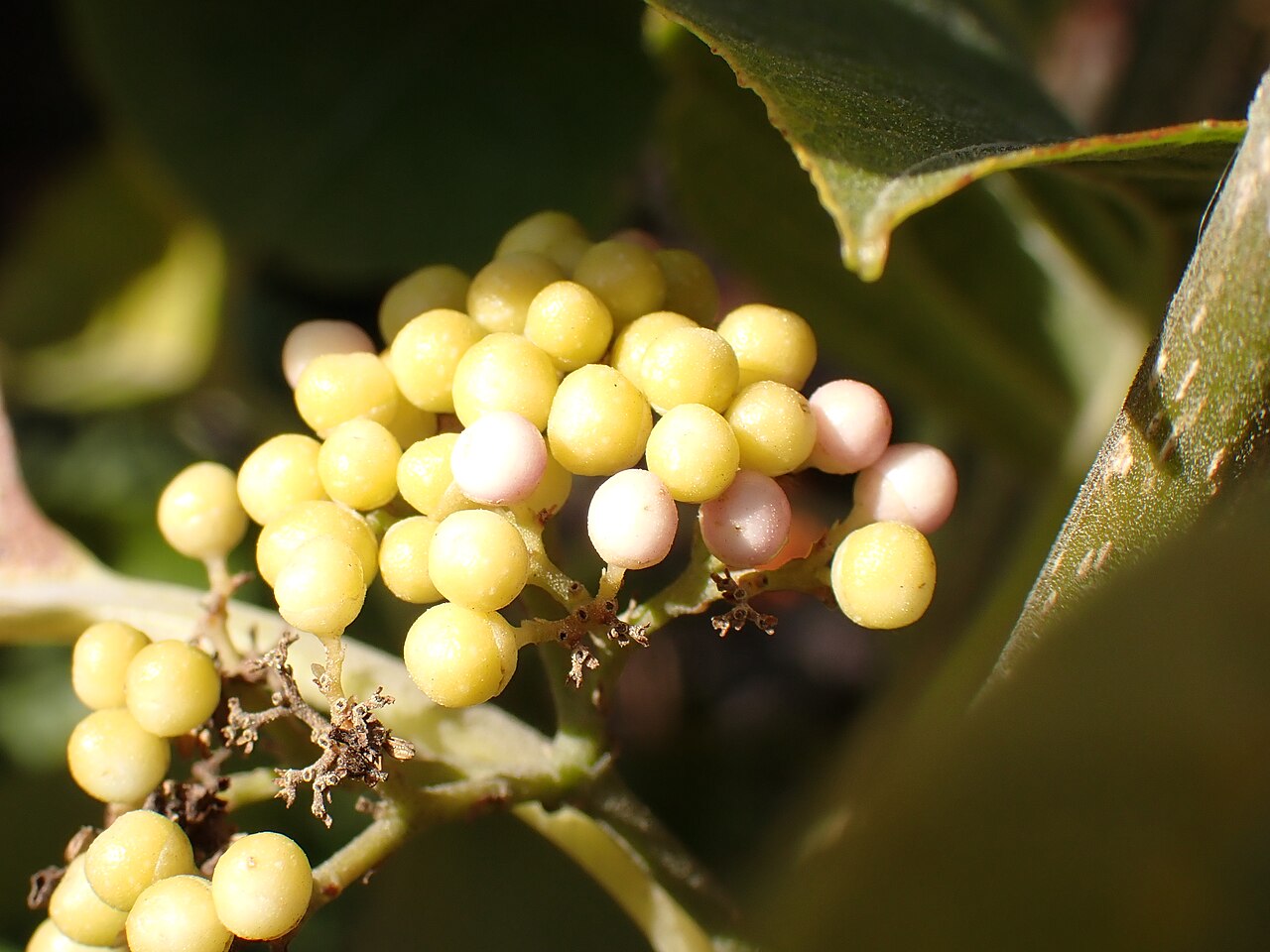 Callicarpa subpubescens: オオバシマムラサキの若い果実(2024年12月 夢の島熱帯植物館)