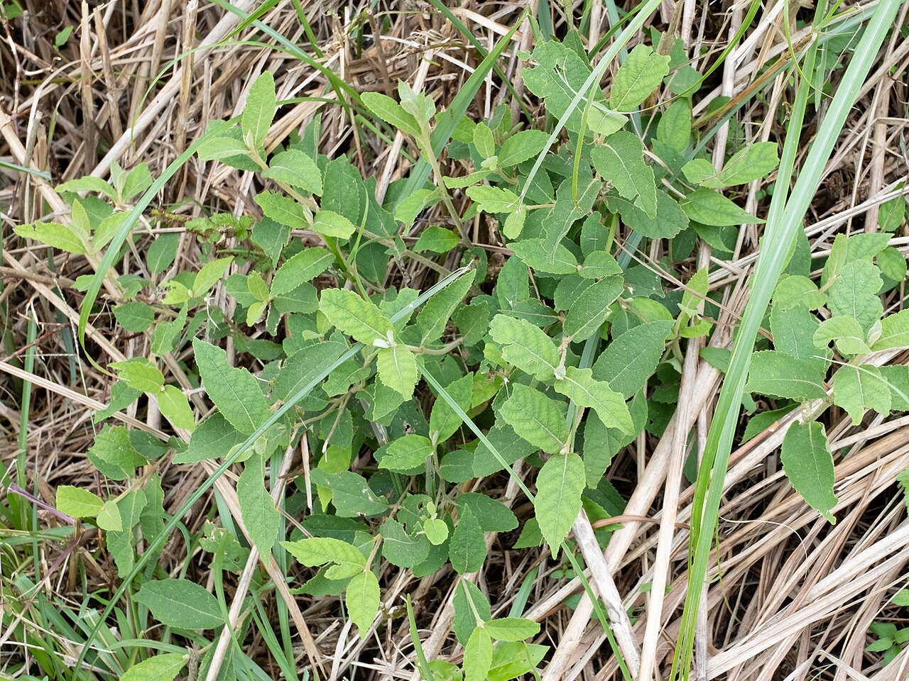 Callicarpa tikusikensis: Callicarpa tikusikensis in Taiwan