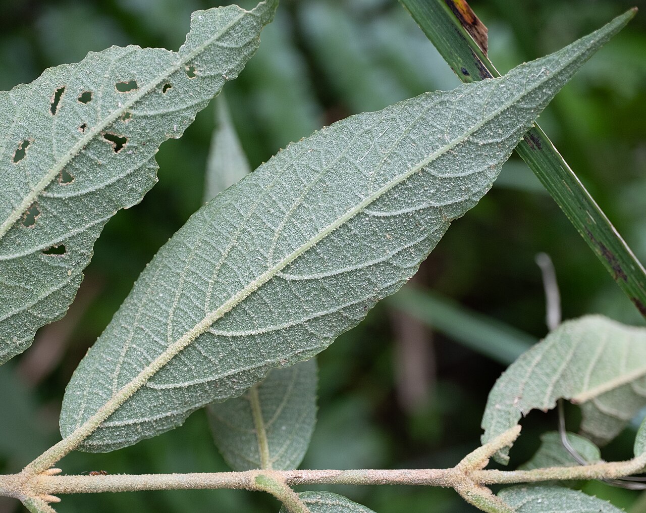 Callicarpa tikusikensis: Callicarpa tikusikensis in Taiwan