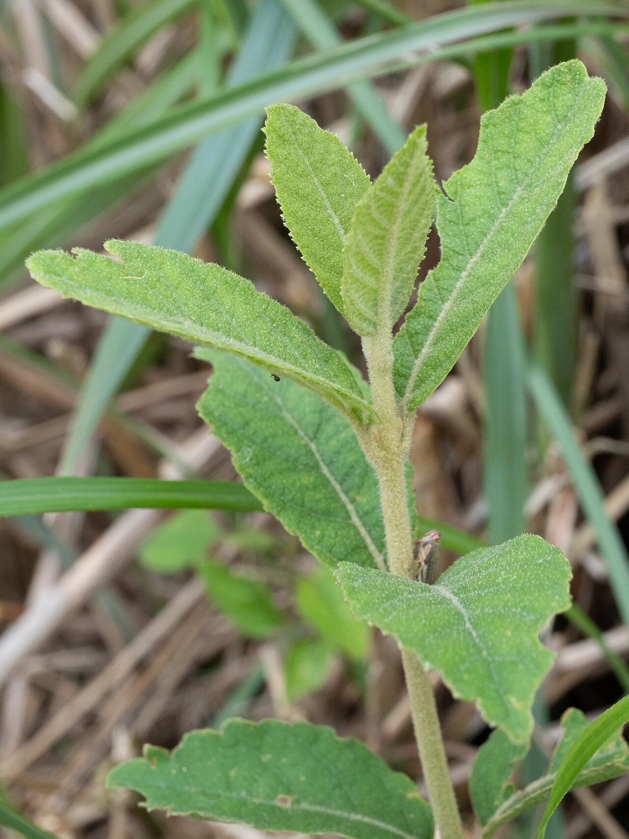 Callicarpa tikusikensis: Callicarpa tikusikensis in Taiwan