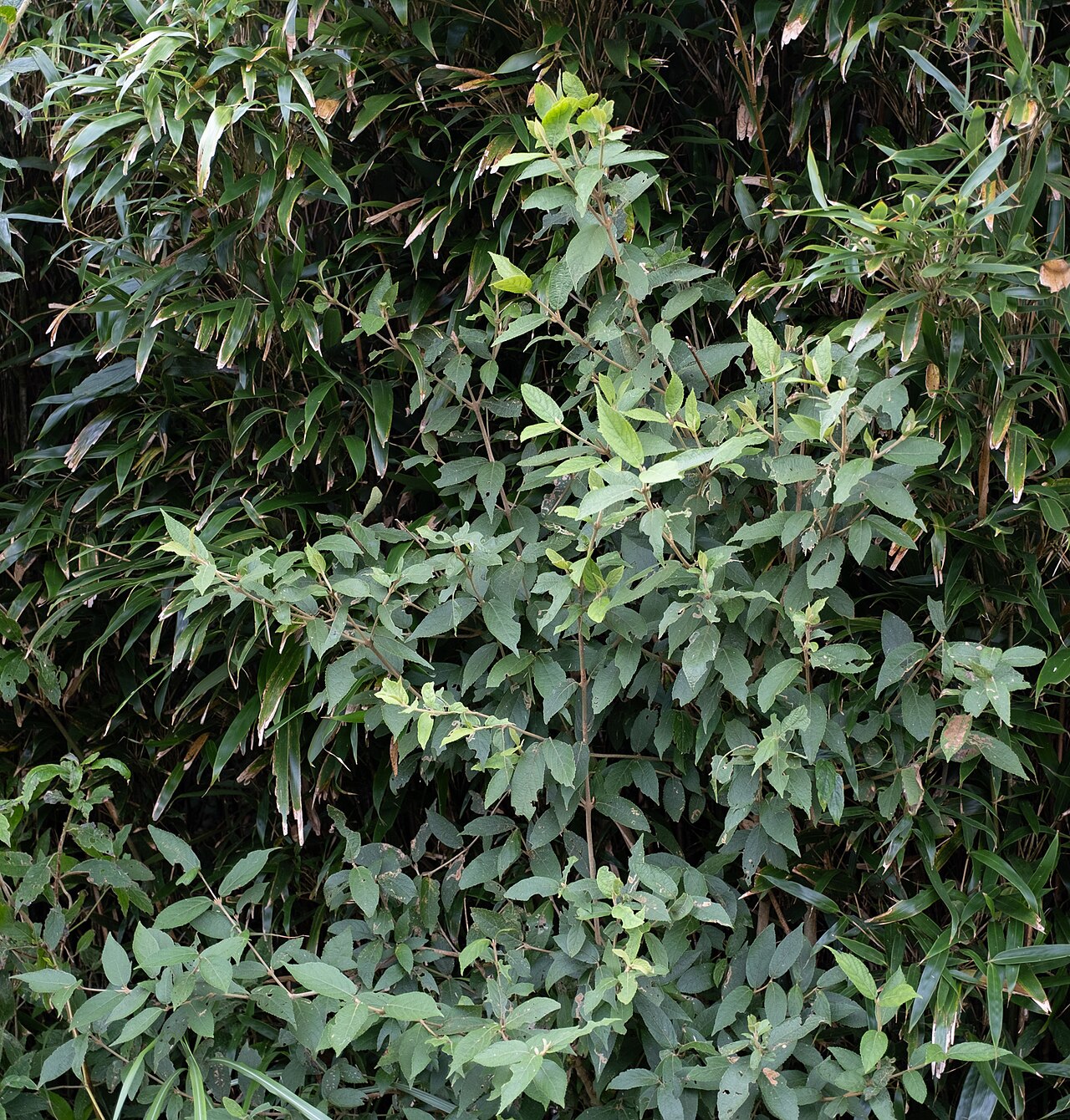 Callicarpa tikusikensis: Callicarpa tikusikensis in Taiwan