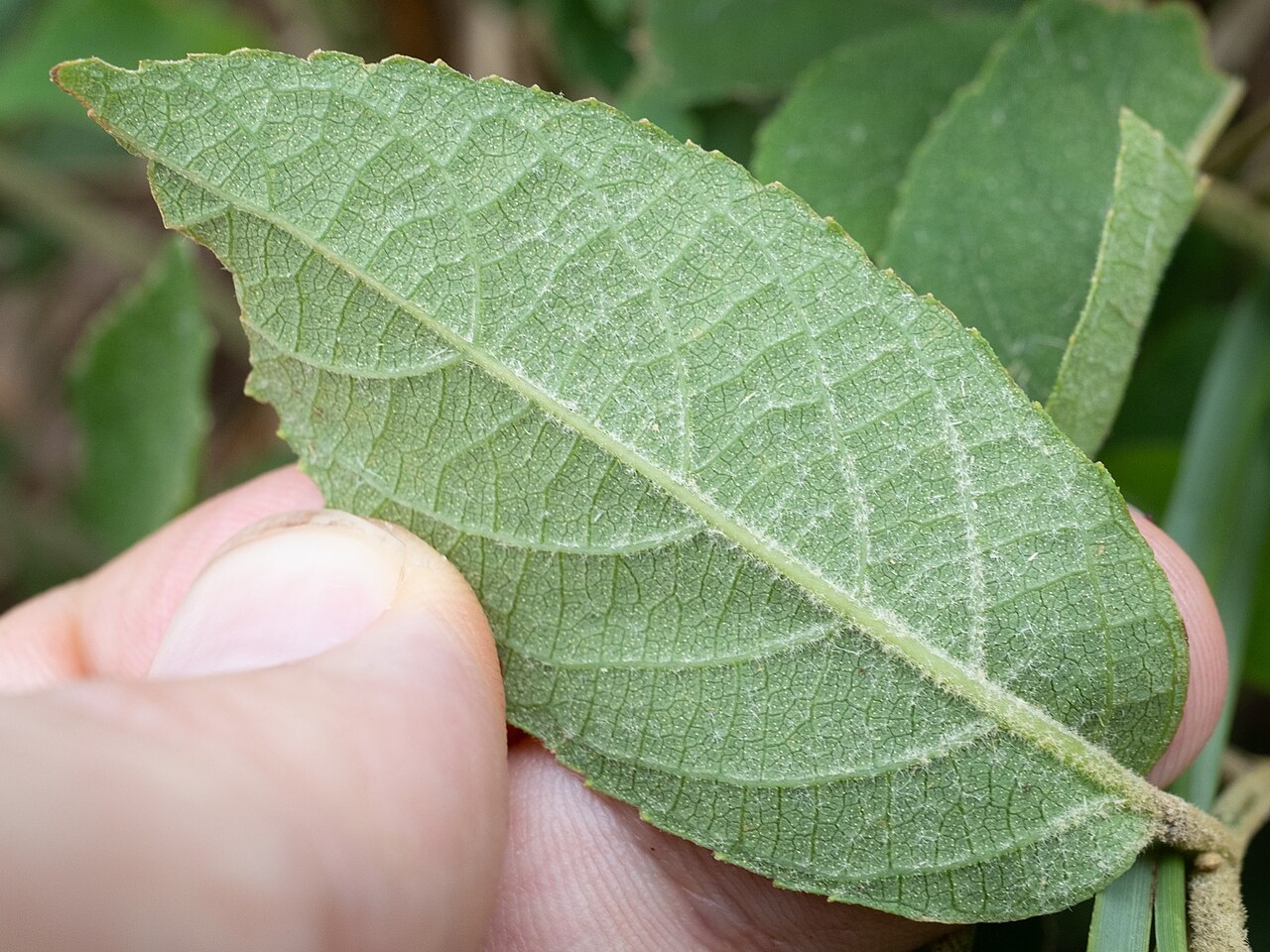 Callicarpa tikusikensis: Callicarpa tikusikensis in Taiwan