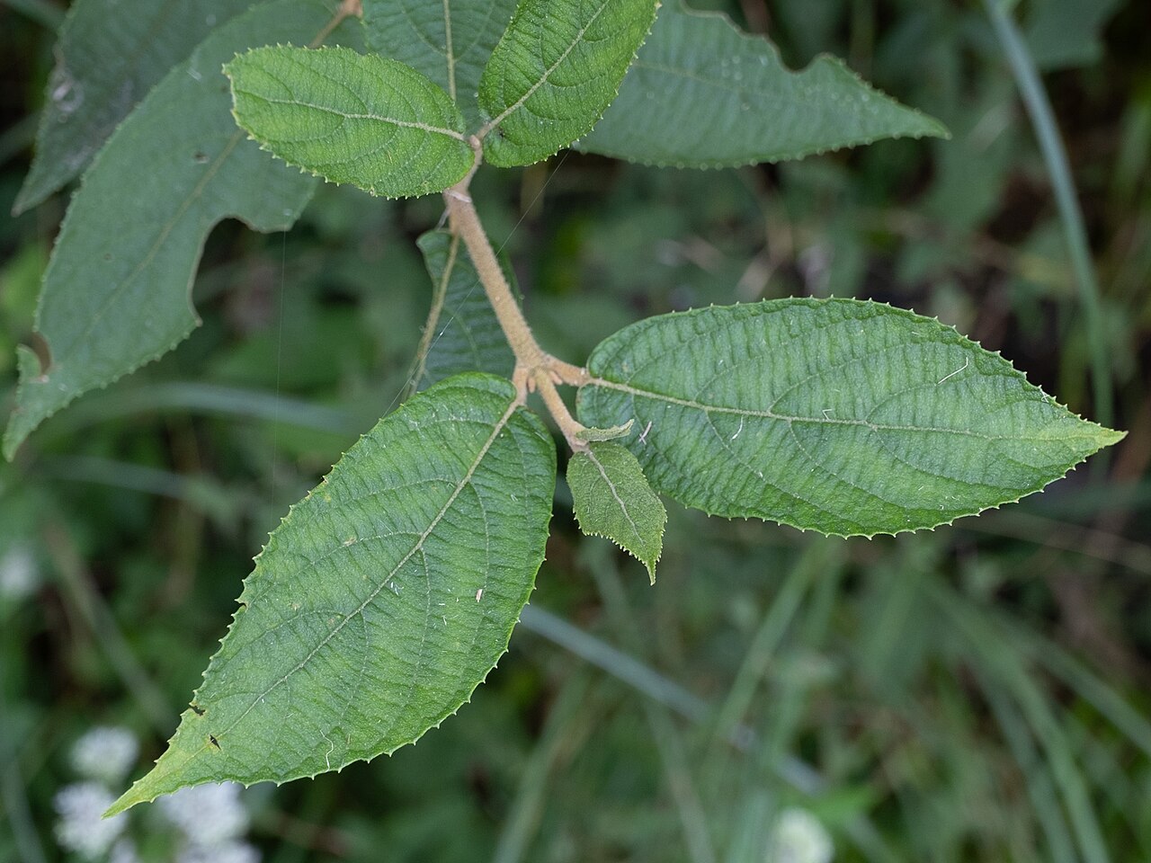 Callicarpa tikusikensis: Callicarpa tikusikensis in Taiwan