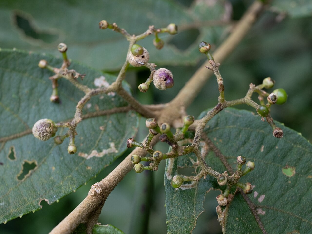 Callicarpa tikusikensis: Callicarpa tikusikensis in Taiwan