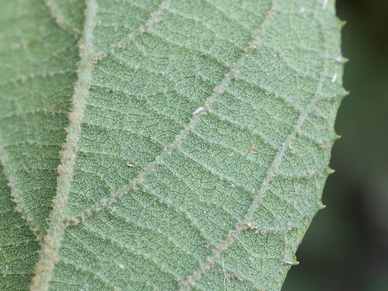 Callicarpa tikusikensis: Callicarpa tikusikensis in Taiwan