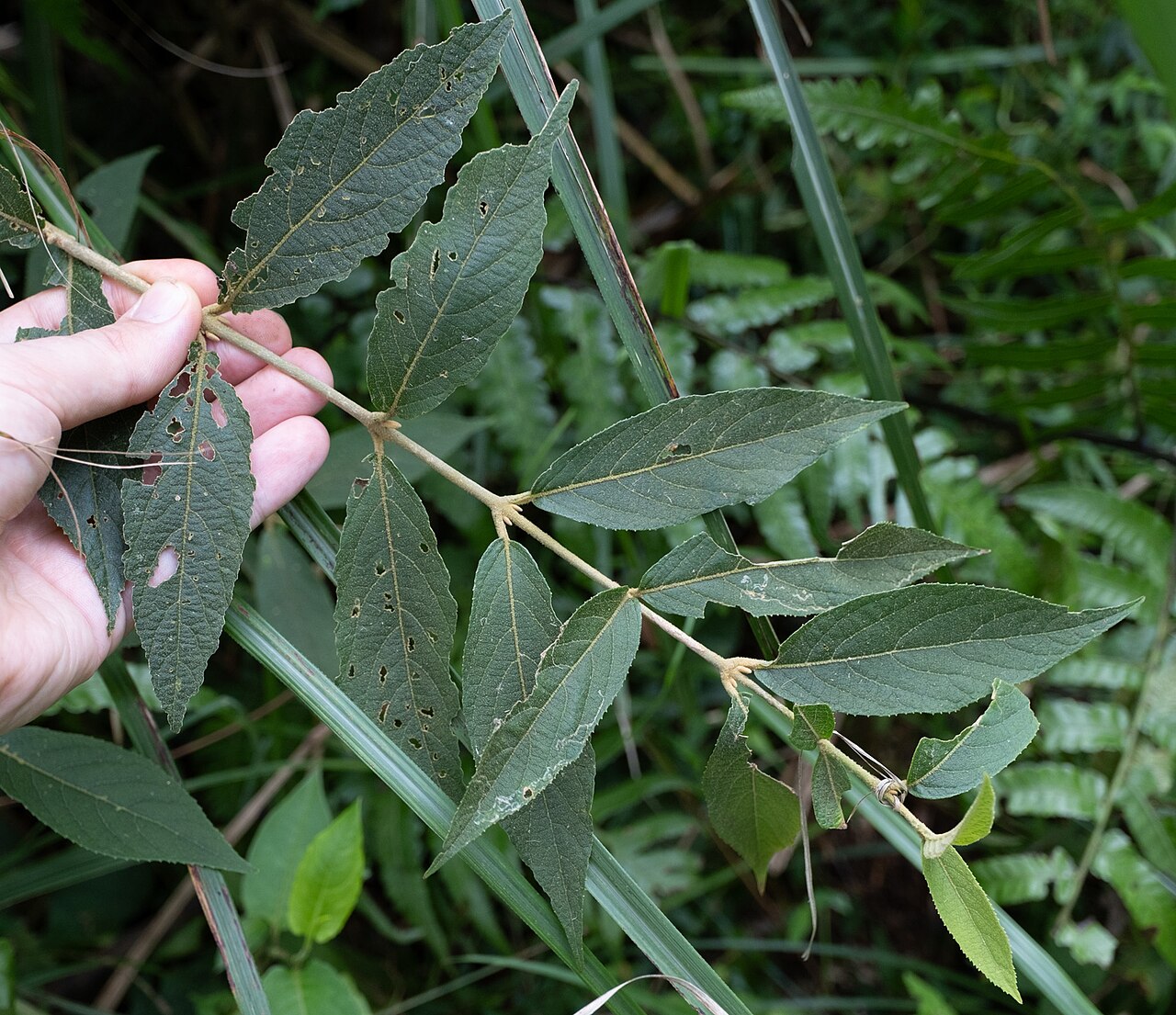 Callicarpa tikusikensis: Callicarpa tikusikensis in Taiwan