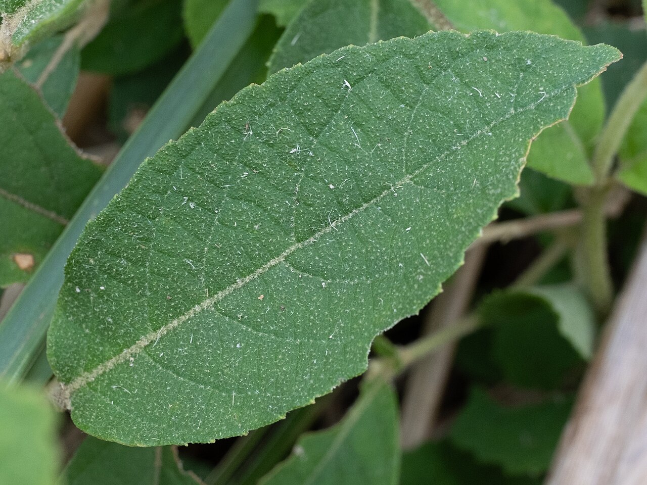Callicarpa tikusikensis: Callicarpa tikusikensis in Taiwan