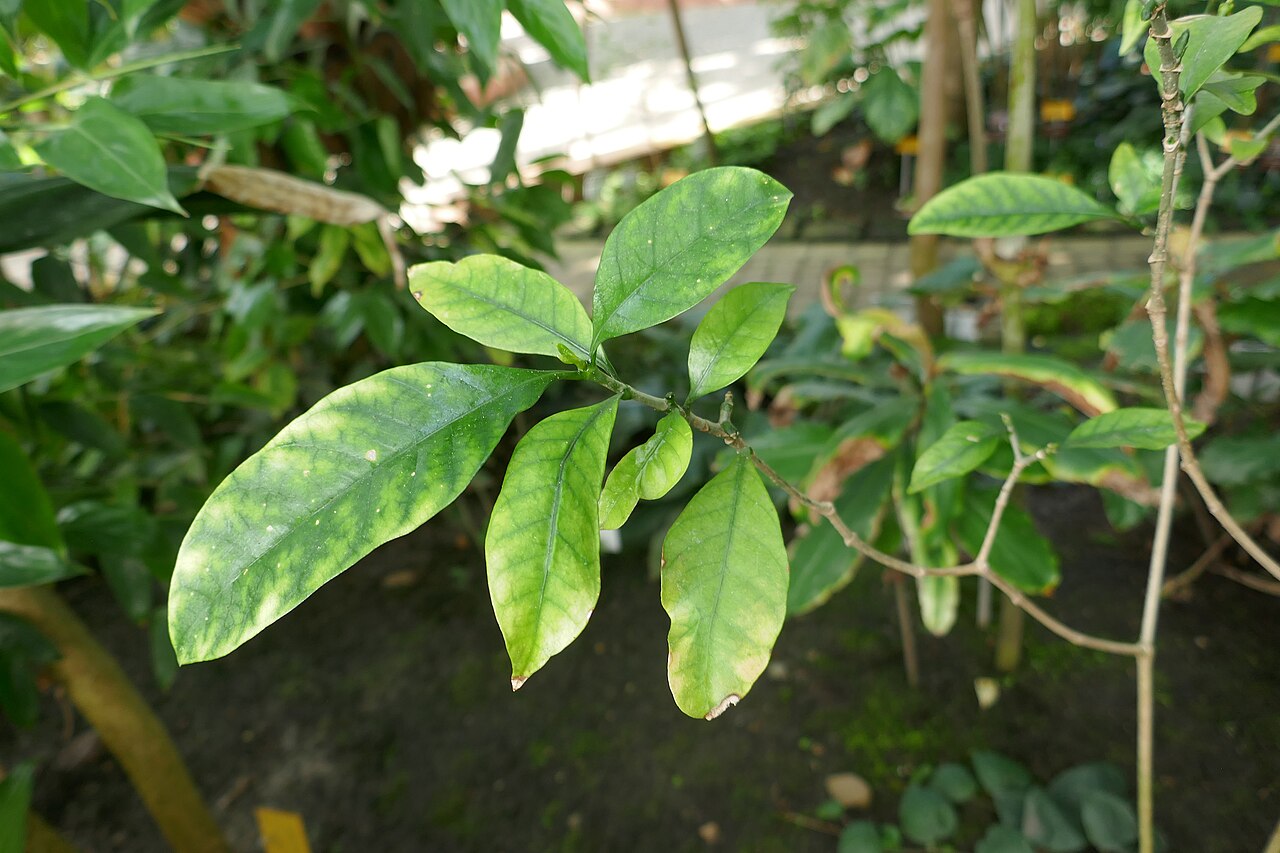 Callichilia barteri: Callichilia barteri Stapf Afrique tropicale. Jardin botanique Meise