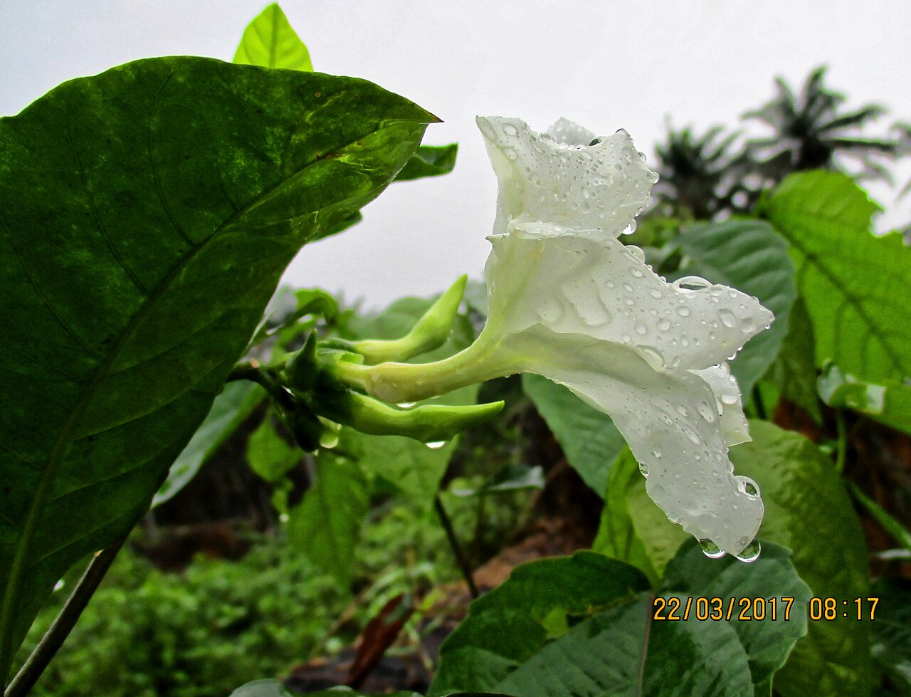 Callichilia barteri: Callichilia barteri in Nigeria
