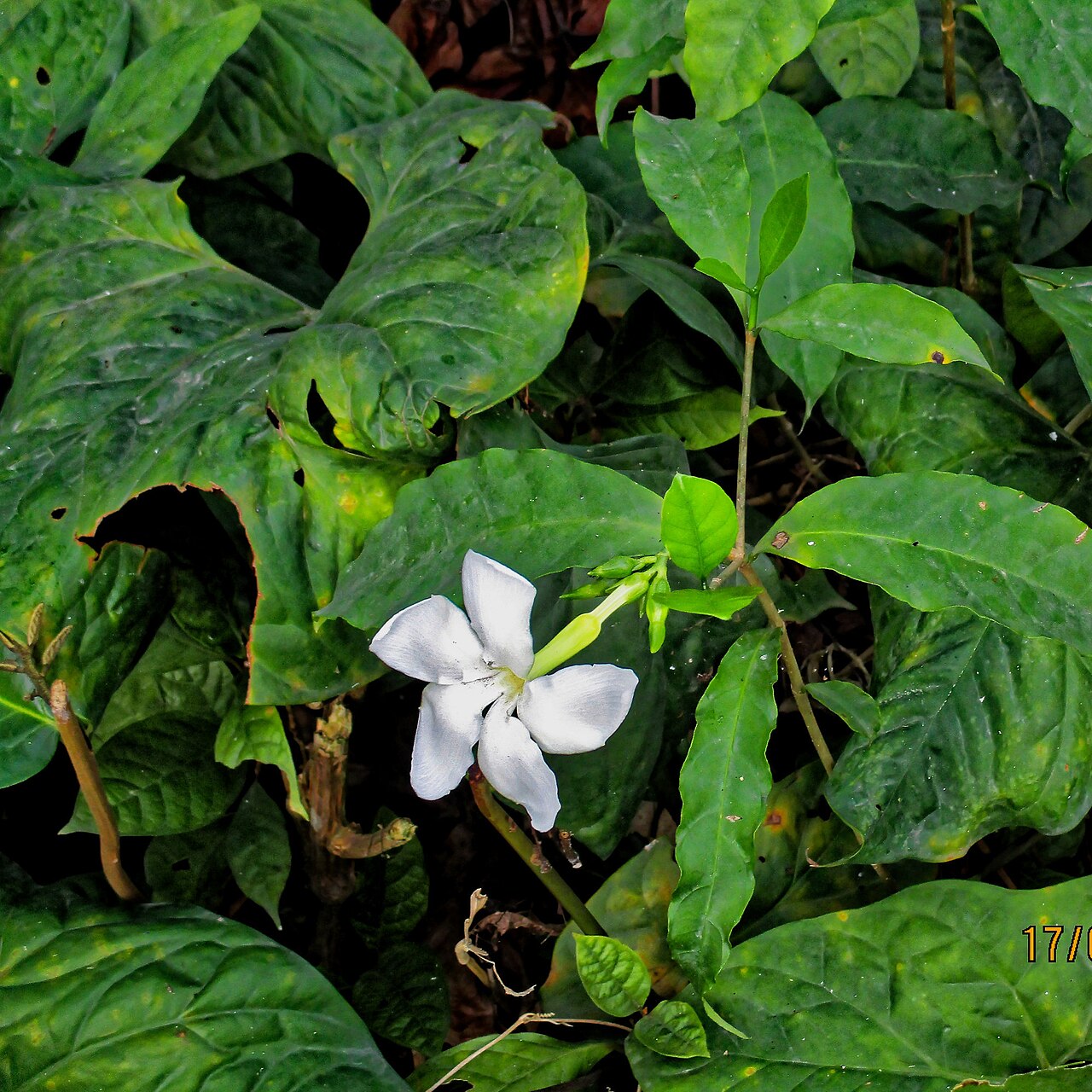 Callichilia barteri: Callichilia barteri in Nigeria