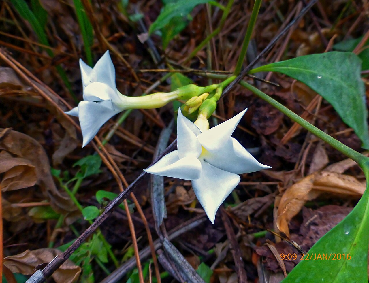 Callichilia barteri: Callichilia barteri in Nigeria
