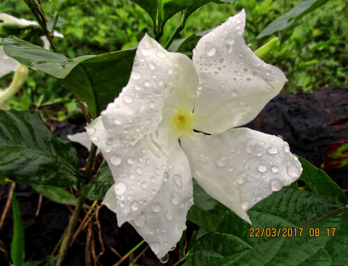 Callichilia barteri (Callichilia barteri)