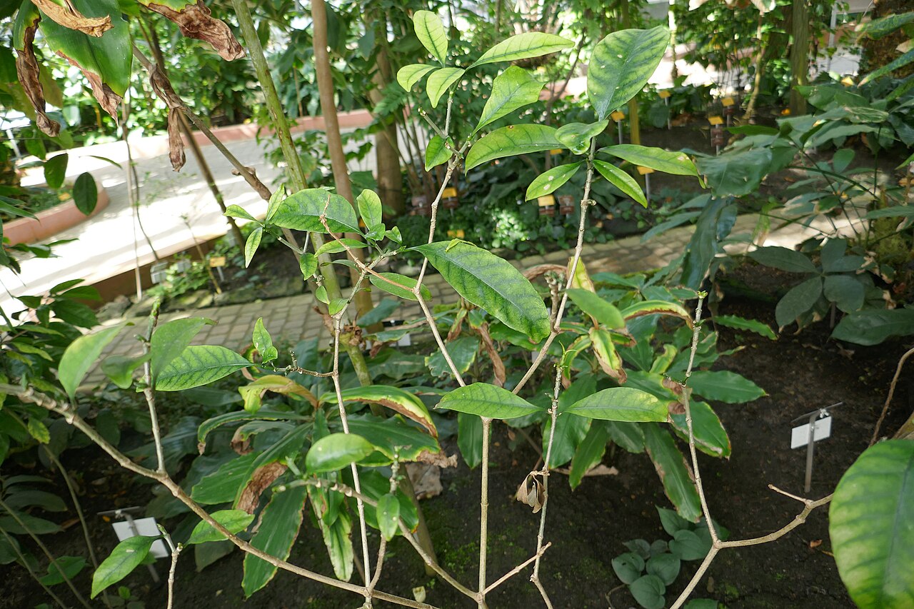 Callichilia barteri: Callichilia barteri Stapf Afrique tropicale. Jardin botanique Meise