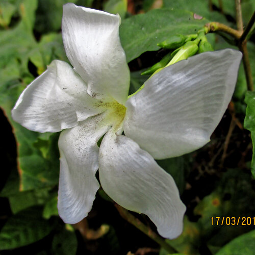 Callichilia barteri (Callichilia barteri)