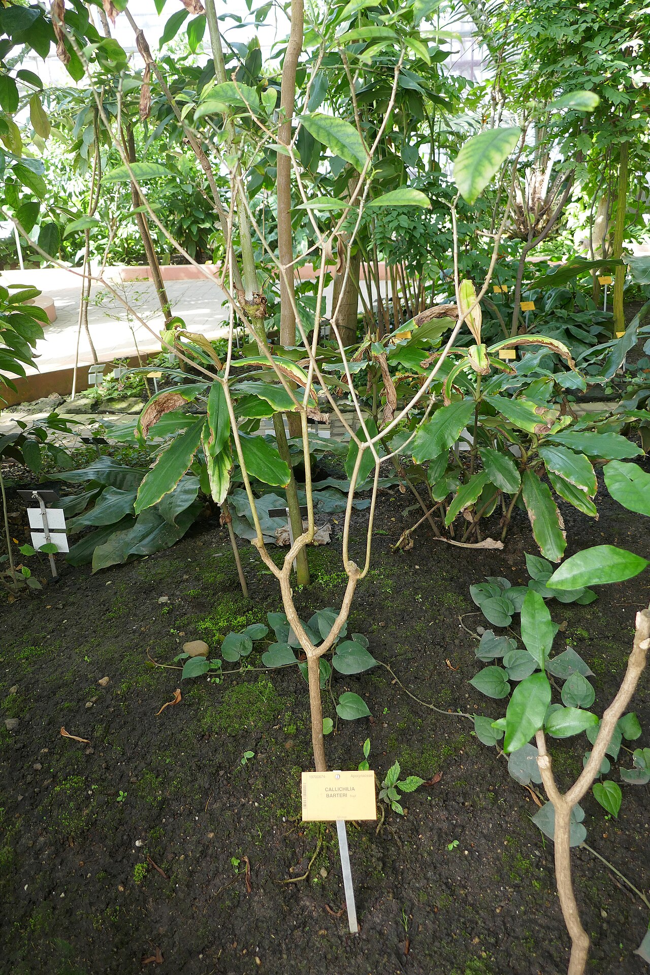 Callichilia barteri: Callichilia barteri Stapf Afrique tropicale. Jardin botanique Meise